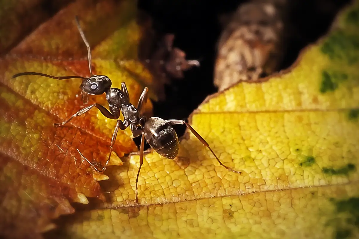 czy mrówki pomogą wykryć nowotwory